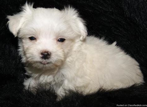 We did not find results for: AKC Maltese Puppies - Price: 400 for sale in Nacogdoches, Texas - Best pets Online