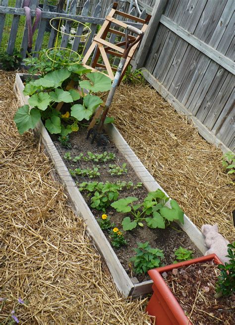 Varieties of pumpkins range in size from those small enough to fit in the palm of one's hand to record breaking giants weighing over a ton. This Week In The Garden - What I'm Growing - A Cultivated Nest