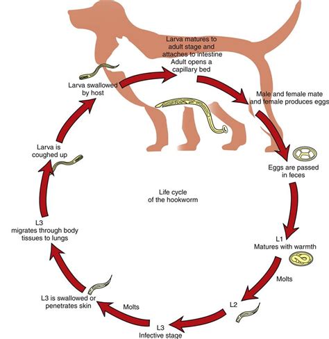 Nematodes That Infect Domestic Animals Veterian Key