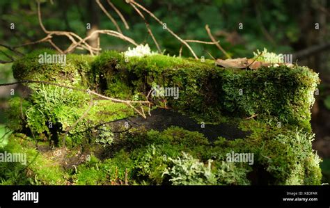 Mystical Forest Log In The Woods In The Moss Moss Boulders In The