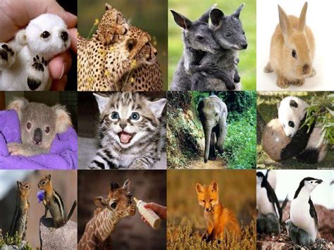 Adaptaciones En Seres Humanos And Animales