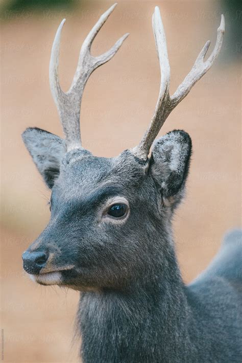 Sika Deer By Stocksy Contributor Peter Wey Stocksy