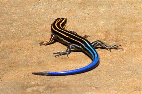 Is A Blue Tailed Skink Poisonous Pin On Skinks Melissa Williamson