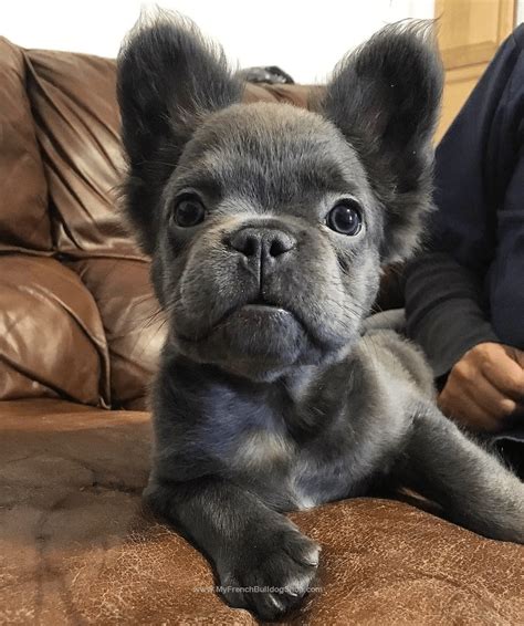 Blue Fluffy French Bulldog Blue Fluffy Frenchie Puppies For Sale