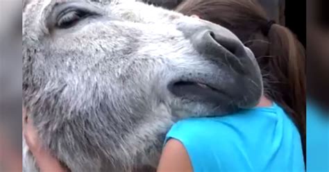 Donkey Hugs Little Girl Animals Video