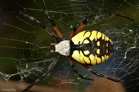 Black And Yellow Garden Spider North American Insects And Spiders