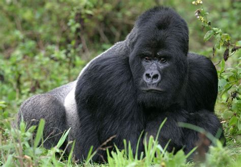 Gorilla Size Species Habitat And Facts Britannica