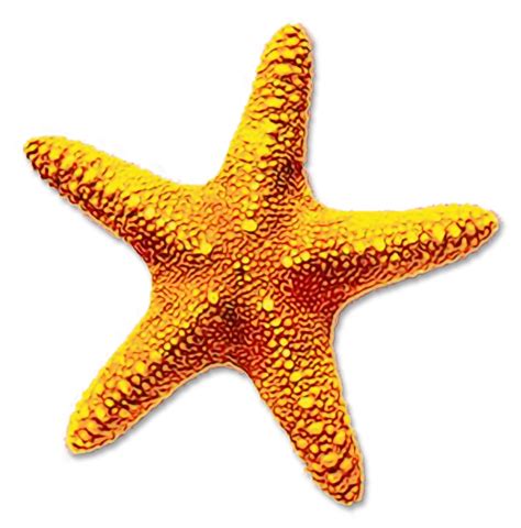 Portable Network Graphics Clip Art Starfish Image Transparency Png