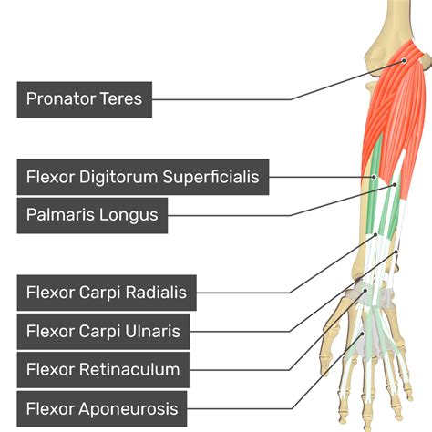 Flexor Digitorum Profundus And Superficialis Median Nerve