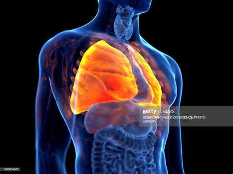 Human Lung Illustration High Res Vector Graphic Getty Images