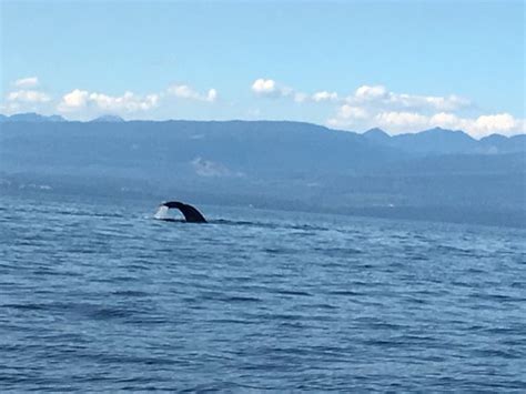 Vancouver Island Whale Watch Nanaimo 2019 All You Need To Know