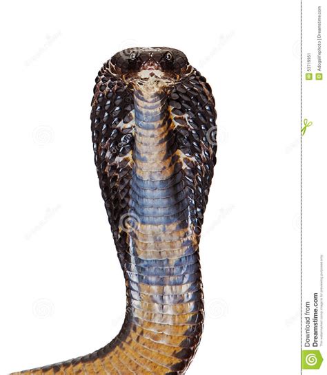 Zijn bijnaam zwarte cobra dateert van lang daarvoor. Zwarte Pakistaanse Cobra Die Camera Onderzoeken Stock ...