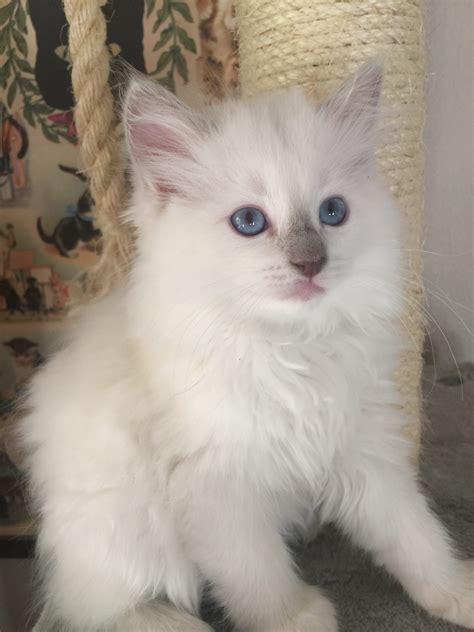 Ca ragdoll kittens is a branch of texas ragdoll kittens. Ragdoll kittens for sale in Dallas Metroplex area | Texas ...