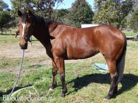 Bloodstock Listing Broodmaregood Looking Honest Racing Mare