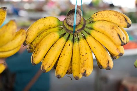 Banana Bunch Hanging Stock Photo Image Of Tropical Branch 33114190