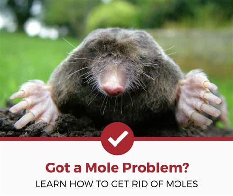 Superb customer service · free planning assistance How to Get Rid of Moles (Definitive Guide) - Pest Strategies