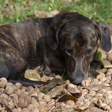 Other times dogs and cats are friends living together in the crunching sound was the dog breaking the cats skull as she ate it. Can Dogs Eat Nuts Like Almonds, Pistachios, and Cashews?