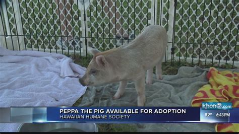 Peppa The Pig Ready For Adoption Youtube