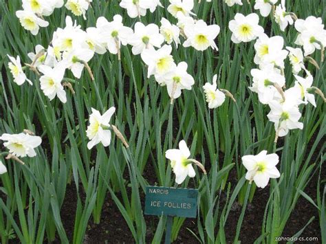 Narcis Ice Follies Velkokorunné Narcisy Narcissus Květy