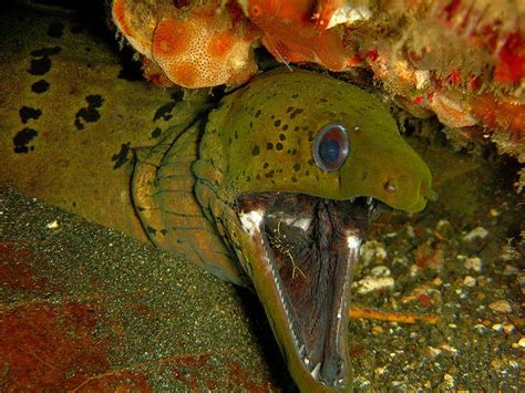 Moray Eel Muraenidae Incredible Facts A Z Animals