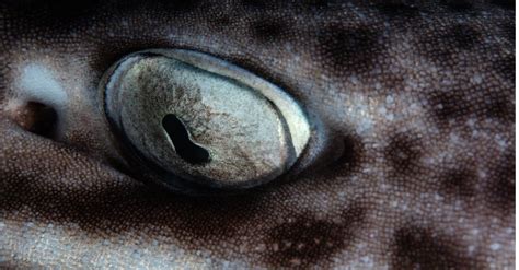 Shark Eyes Everything You Need To Know A Z Animals