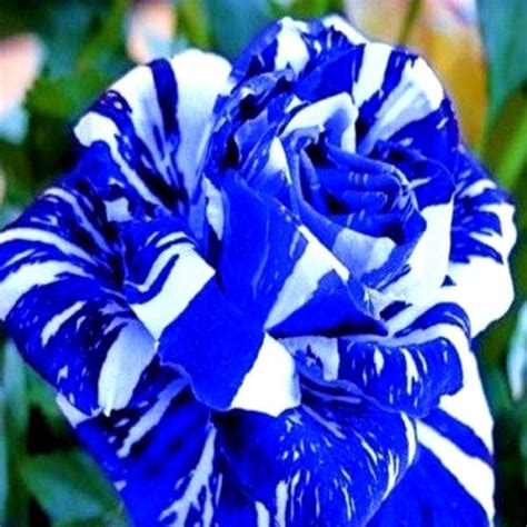 Striped Blue Rose
