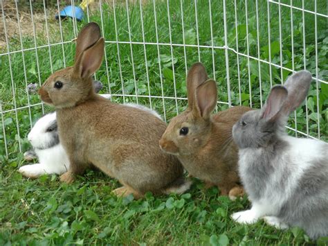See more of rabbit.paw on facebook. AT Home Pets: Best Practices - Breeding for Rabbit Health