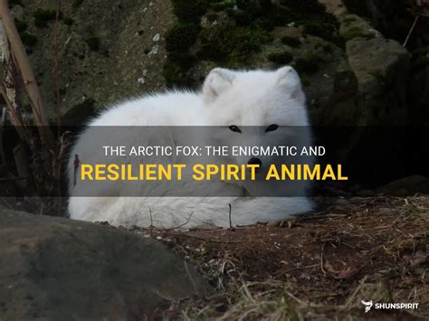 The Arctic Fox The Enigmatic And Resilient Spirit Animal Shunspirit