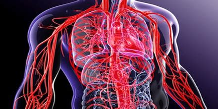 The vena cavaand pulmonary vein carry blood into the heart. Blood Vessel - Assignment Point