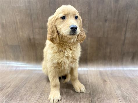 Cksgoldens south sioux city, ne 68776. Golden Retriever-DOG-Male-Golden-2688489-Petland Lancaster ...