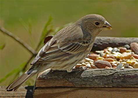 Female House Finch Bird
