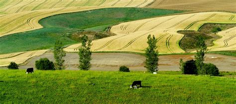 Download dry land plantation images and photos. Free Images : landscape, nature, farm, lawn, meadow, wheat, prairie, countryside, hill, valley ...
