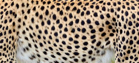 Cheetah Print Stock Photos Pictures And Royalty Free Images Istock