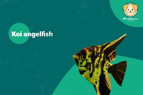 Koi Angelfish Secrets You Never Knew Pet Care Society