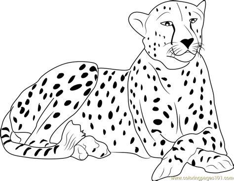 Free Printable Cheetah Coloring Pages Ryleighilcantu