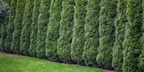 The Fastest Growing Evergreens In The Midwest Wallacegardencenter