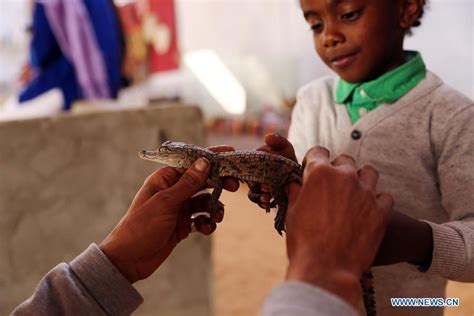 feature homegrown crocodiles make egypt s nubian village magnet for tourists xinhua english