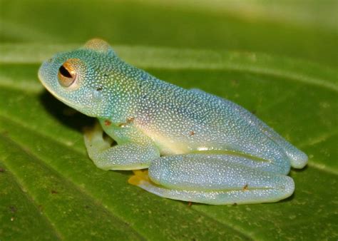 Wild Glass Frog Trade Should Be Stopped South American States Say