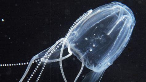 Boy 11 Stung By Irukandji Jellyfish While Swimming Off Hamilton