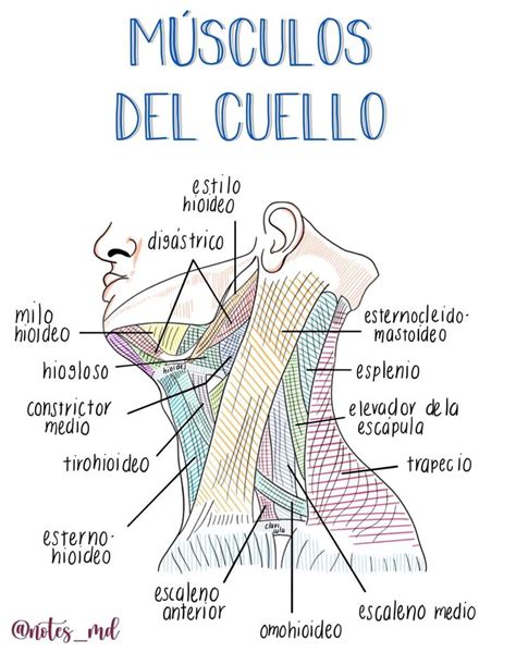 Músculos Del Cuello Anatomía Médica Anatomia Y Fisiologia Humana
