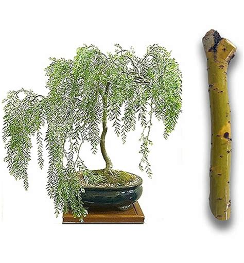 Bonsai Cutting Start Weeping Willow Tree Cutting Thick Trunk Etsy