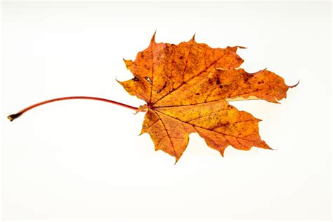 A wide variety of big leaf maples options are available to you, such as material, warranty, and certification. Free Images : nature, branch, golden, color, season, maple ...