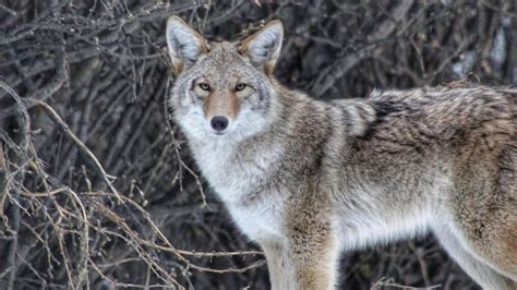 Police Warn Mainers About Aggressive Coyote In Berwick