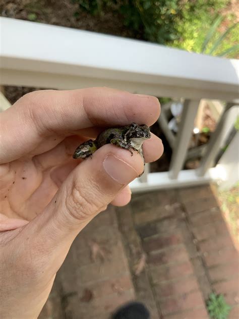 Ryry The Bi Guy ️‍🔥⛓️ On Twitter Hands You A Tiny Frog