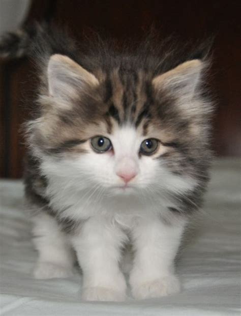 239 Best Norwegian Forest Cats Images On Pinterest