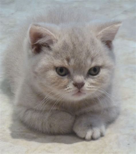 British Shorthair Lilac Cat Care About Cats