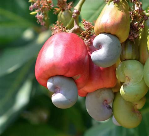 Cashew Seed Or Nut And Other Exotic Facts Fooducate