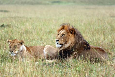 5 Scary Facts About Lions This World Lion Day Africa