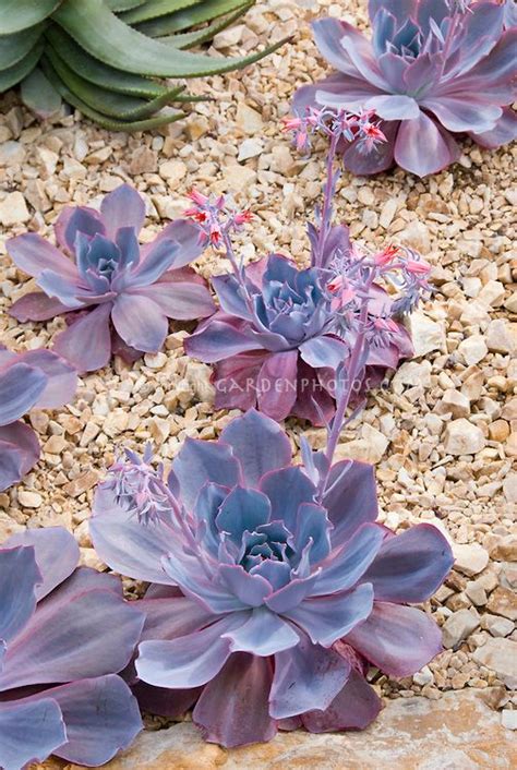 Echeveria Afterglow Aka After Glow Plant And Flower Stock