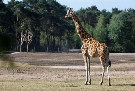 Safaripark beekse bergen on wn network delivers the latest videos and editable pages for news & events, including entertainment, music, sports, science and more, sign up and share your playlists. Safaripark Beekse Bergen - Uitjesmetkids